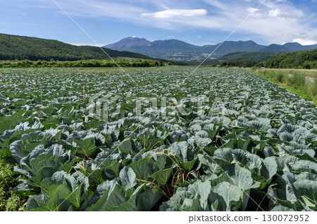 A vast cabbage field in Tsumagoi Village, Gunma Prefecture A vast cabbage field in Tsumagoi Village, Gunma Prefecture 130072952