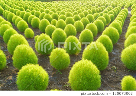 [Yamanashi Prefecture] Kochia in summer at Oishi Park (Fujikawaguchiko Town) 130073002