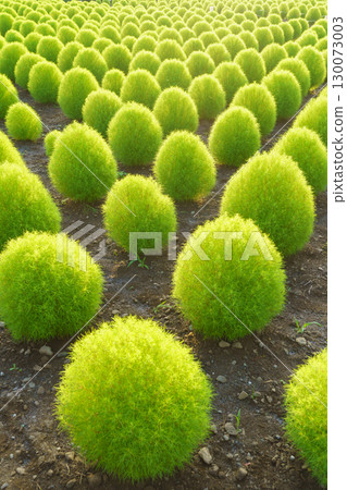 [山梨縣] 大石公園（富士河口湖町）夏季的地膚 130073003