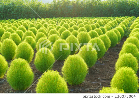 [山梨縣] 大石公園（富士河口湖町）夏季的地膚 130073004