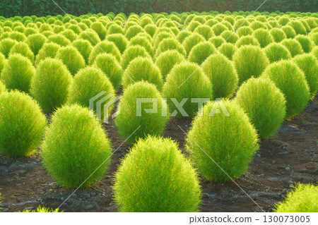 [山梨縣] 大石公園（富士河口湖町）夏季的地膚 130073005