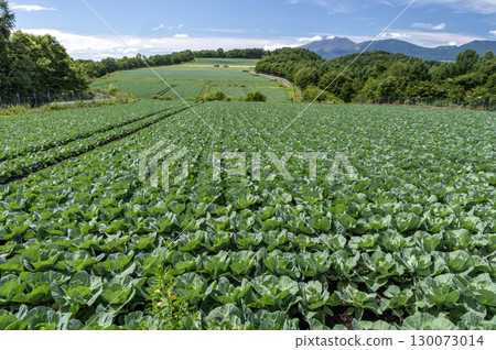 A vast cabbage field in Tsumagoi Village, Gunma Prefecture 130073014
