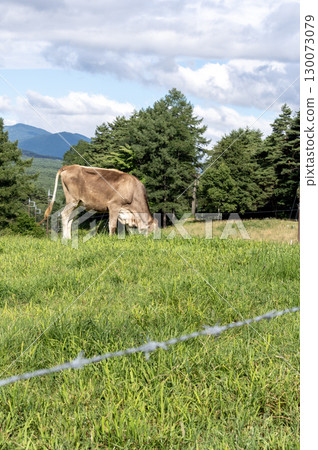 Asama Ranch in summer - Cows grazing under the blue sky Asama Ranch in summer - Cows grazing under the blue sky 130073079