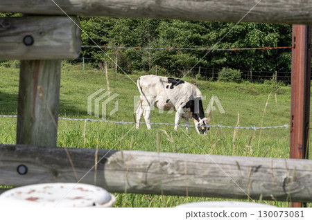 Asama Ranch in summer - Cows grazing under the blue sky 130073081
