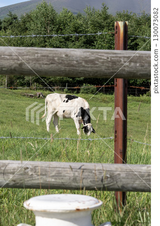 Asama Ranch in summer - Cows grazing under the blue sky Asama Ranch in summer - Cows grazing under the blue sky 130073082