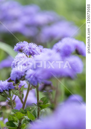 藿香薊,一種夏季盛開的美麗紫色花朵 藿香薊,一種夏季盛開的美麗紫色花朵 130073088