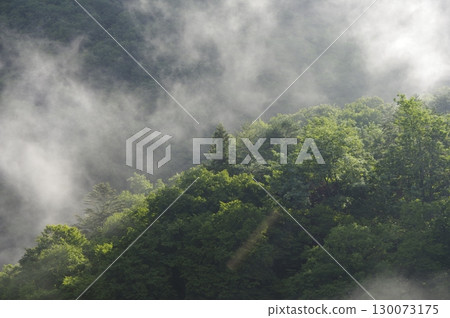 Morning in Rokugo, Nakanojo Town, Gunma Prefecture - Mysterious forest scenery woven with fog and light Morning in Rokugo, Nakanojo Town, Gunma Prefecture - Mysterious forest scenery woven with fog and light 130073175