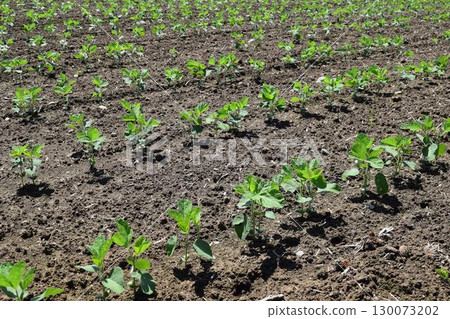 山形縣莊內市大豆田 130073202