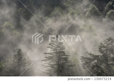 群馬縣中之條町六鄉的早晨 - 霧與光交織的神秘森林風景 130073214