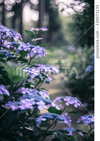 多古町日本寺的繡球花和小徑 多古町日本寺的繡球花和小徑 130073235