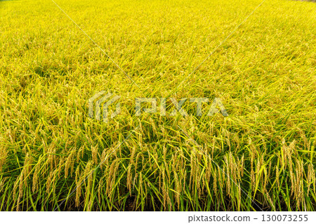 金黃的稻穗垂下來 130073255