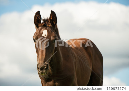 close up portrait of sportive dark chestnut foal walking at pasture at cloudy summer day 130073274
