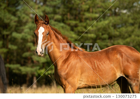 portrait of chestnut sportive foal grazing  at pasture at sunny summer day. close up 130073275
