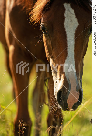 portrait of chestnut sportive foal grazing  at pasture at sunny summer day. macro 130073276