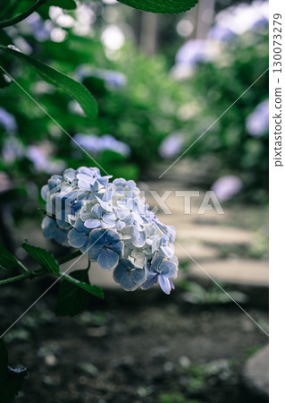 日本寺的石板路和繡球花 130073279