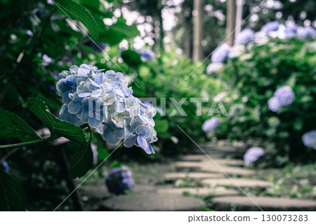 日本寺的石板路和繡球花 130073283