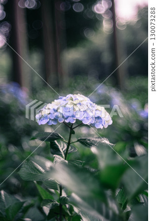 森林裡盛開的繡球花的特寫 130073288