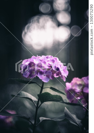 森林裡盛開的繡球花的特寫 130073290