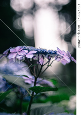 森林裡盛開的繡球花的特寫 130073293