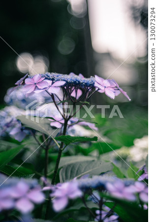 森林裡盛開的繡球花的特寫 130073294