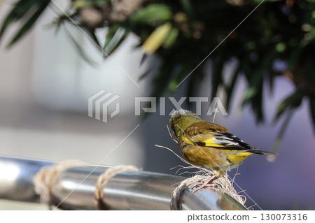 The moment life is woven | A green sparrow working hard to build a nest The moment life is woven | A green sparrow working hard to build a nest 130073316