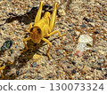 Golden Grasshopper on Rocky Ground 130073324