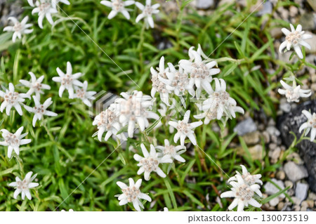 Japanese edelweiss Japanese edelweiss 130073519