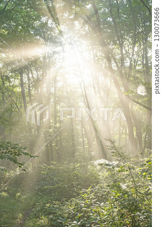 陽光照射在大山京都新綠森林中的景象 130073666