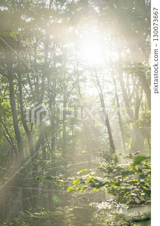 陽光照射在大山京都新綠森林中的景象 130073667