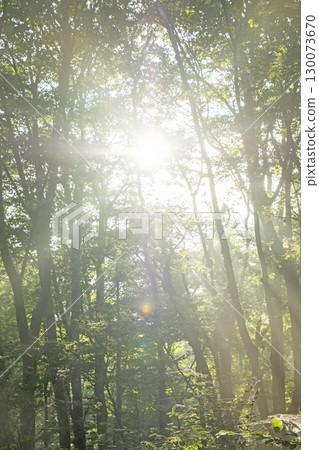 A scene of sunlight shining through the fresh green forest at Oyama Kyoganari 130073670