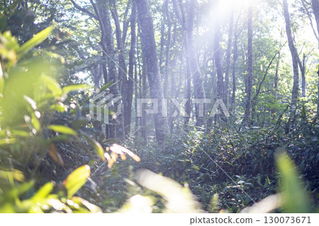A scene of sunlight shining through the fresh green forest at Oyama Kyoganari 130073671
