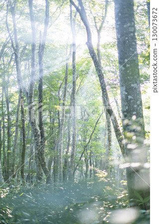 A scene of sunlight shining through the fresh green forest at Oyama Kyoganari 130073672