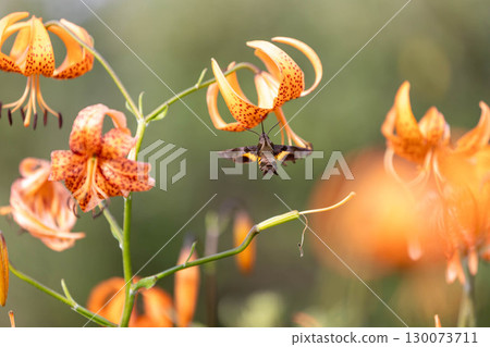 天蛾正在從虎斑百合中吸取花蜜 130073711