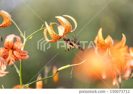天蛾正在從虎斑百合中吸取花蜜 130073712