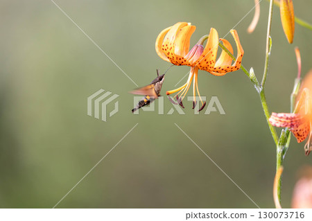 天蛾正在從虎斑百合中吸取花蜜 130073716