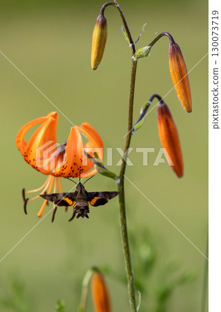 天蛾正在從虎斑百合中吸取花蜜 130073719