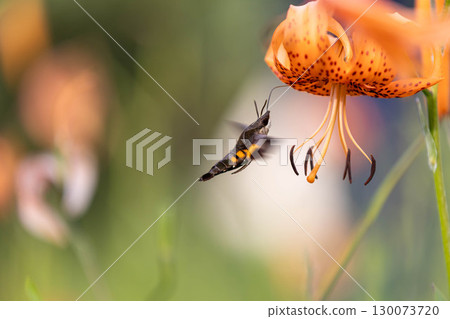 Hawk moth sucking nectar from a tiger lily 130073720