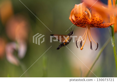 天蛾正在從虎斑百合中吸取花蜜 130073721