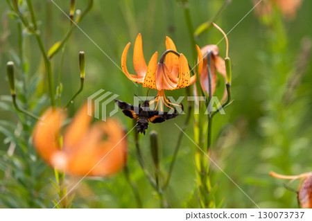 天蛾正在從虎斑百合中吸取花蜜 130073737