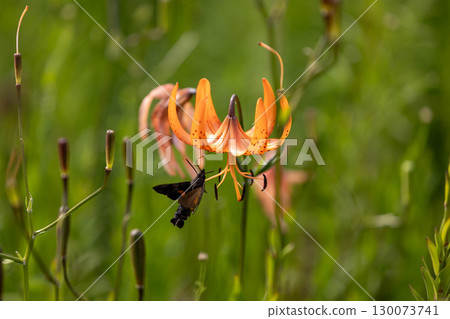天蛾正在從虎斑百合中吸取花蜜 130073741