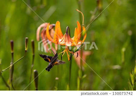 天蛾正在從虎斑百合中吸取花蜜 130073742