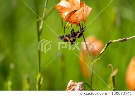 Hawk moth sucking nectar from a tiger lily 130073745