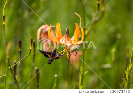 天蛾正在從虎斑百合中吸取花蜜 130073750