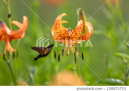天蛾正在從虎斑百合中吸取花蜜 130073755