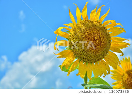 向日葵花 向日葵花 130073886