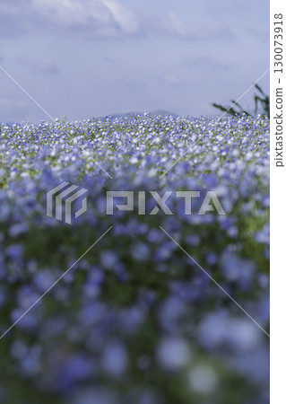 藍色粉蝶 130073918