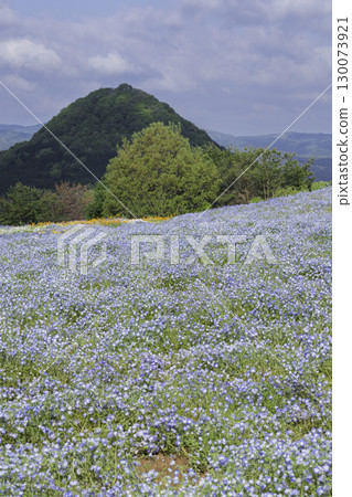 A hill full of nemophila flowers 130073921