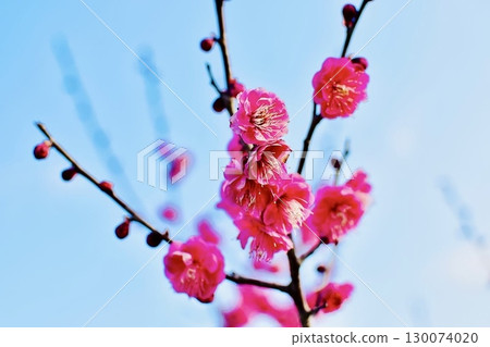 Red plum blossoms blooming in the fields and mountains in early spring 3 Red plum blossoms blooming in the fields and mountains in early spring 3 130074020