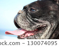 望著大海的法國鬥牛犬 130074095