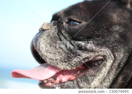 望著大海的法國鬥牛犬 130074095